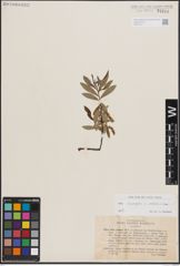 Foto von Salix eleagnos Scop. x Salix waldsteiniana Willd.